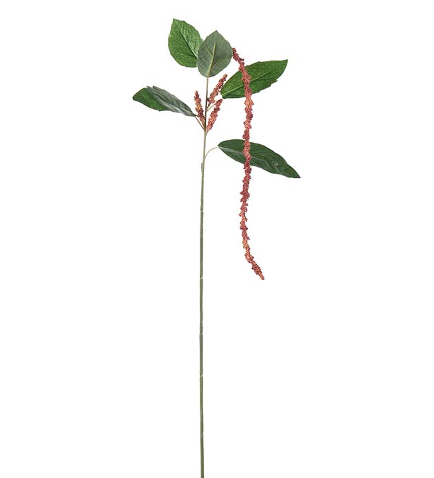5305-23, Amaranthus