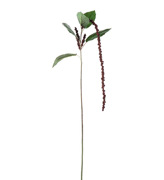 5305-85, Amaranthus