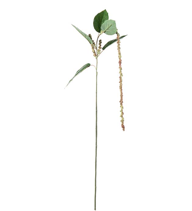5305-90, Amaranthus