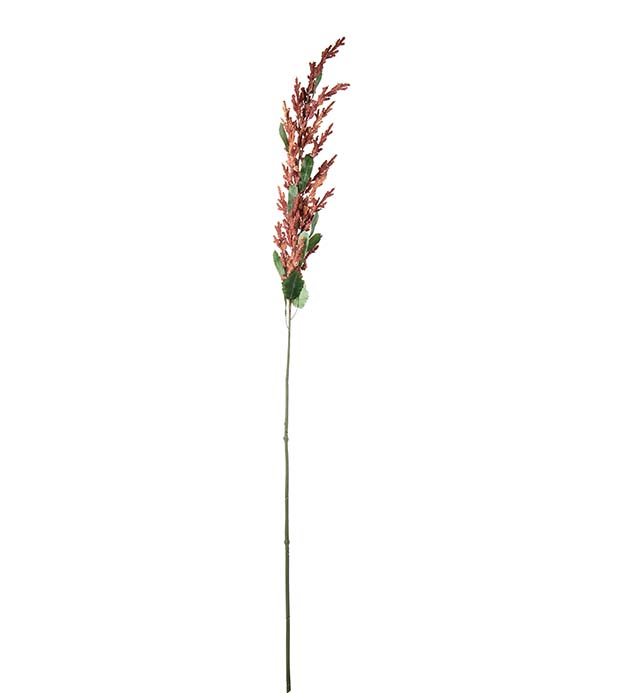 5309-23, Amaranthus