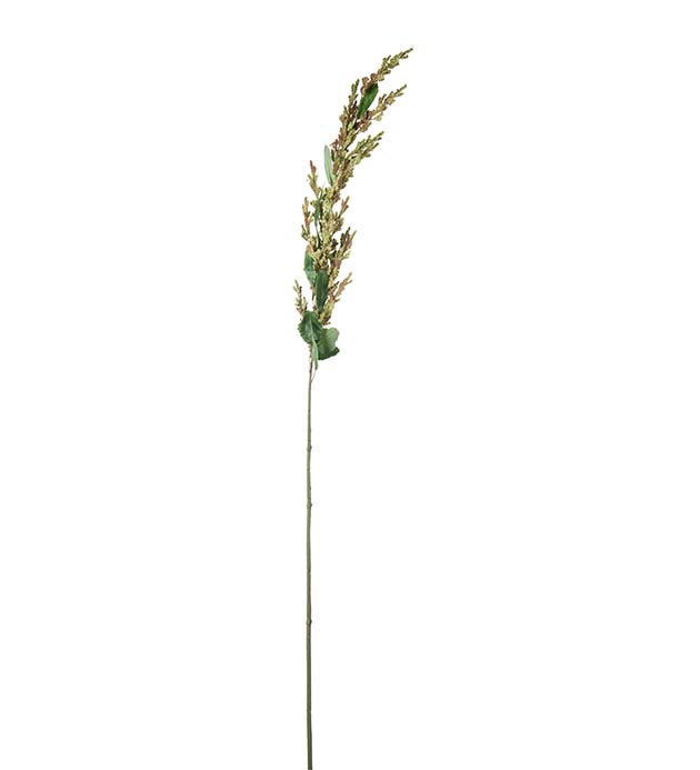 5309-90, Amaranthus