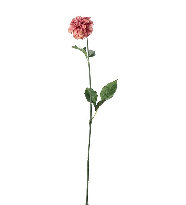 5314-25, Dahlia