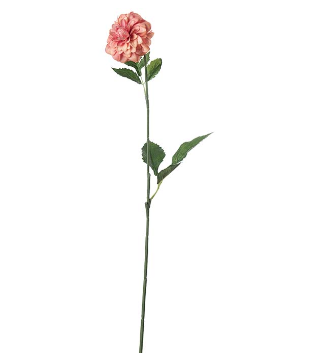 5314-33, Dahlia