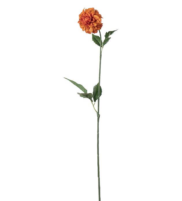 5314-35, Dahlia