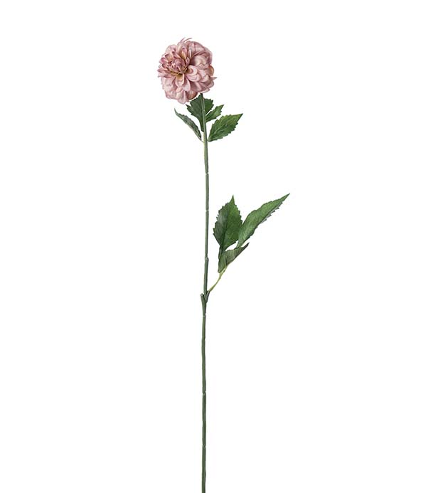 5314-41, Dahlia