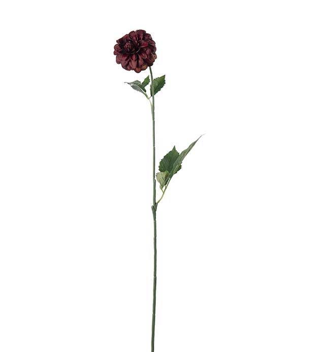 5314-85, Dahlia