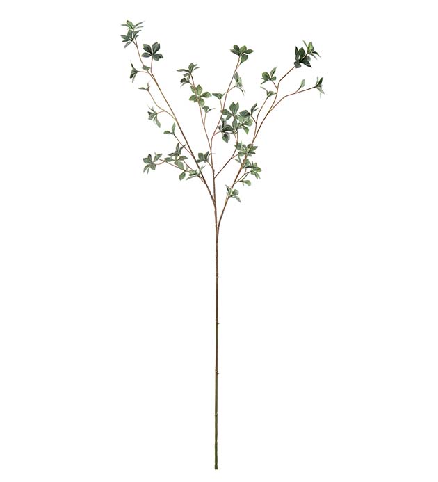 5323-95, Enkianthus