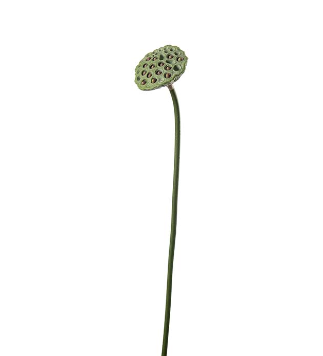 5331-90, Lotus