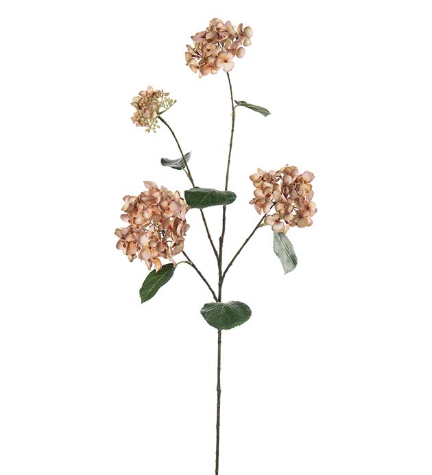 5332-71, Hortensia