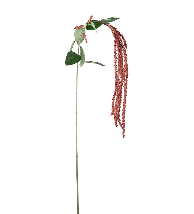 5343-23, Amaranthus