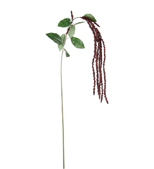 5343-85, Amaranthus