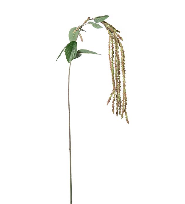 5343-90, Amaranthus