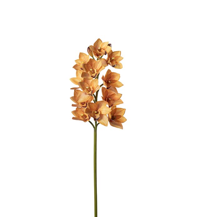 5369-01, Cymbidium