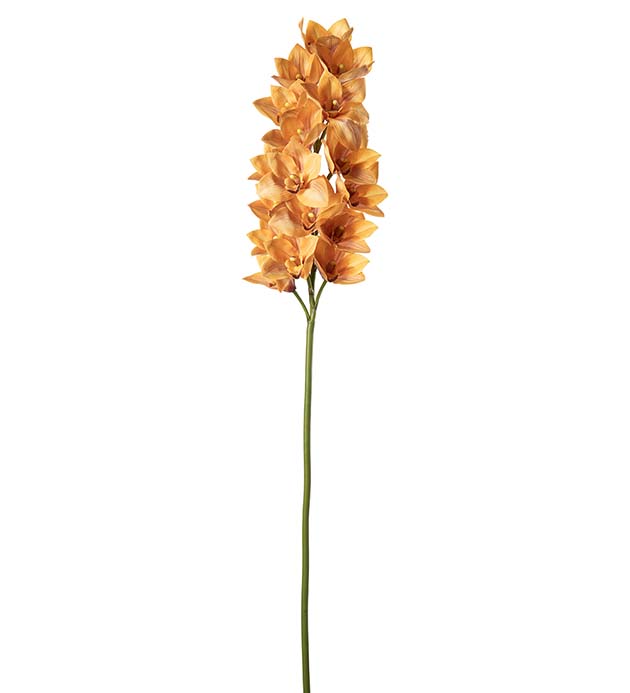5369-02, Cymbidium