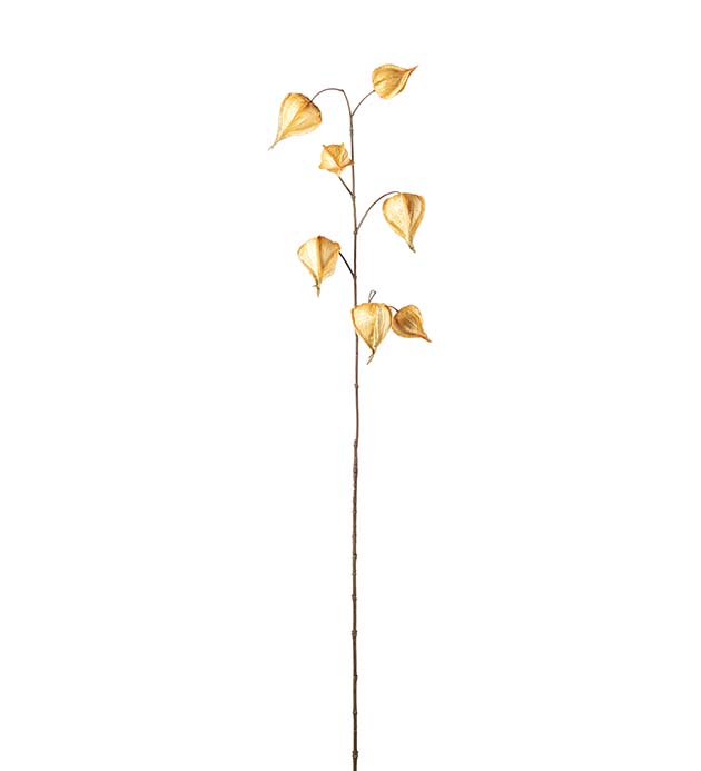 5372-51, Physalis