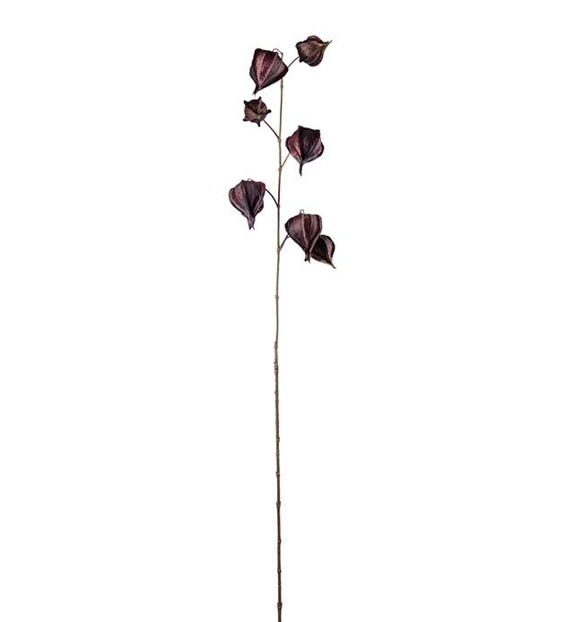 5372-85, Physalis