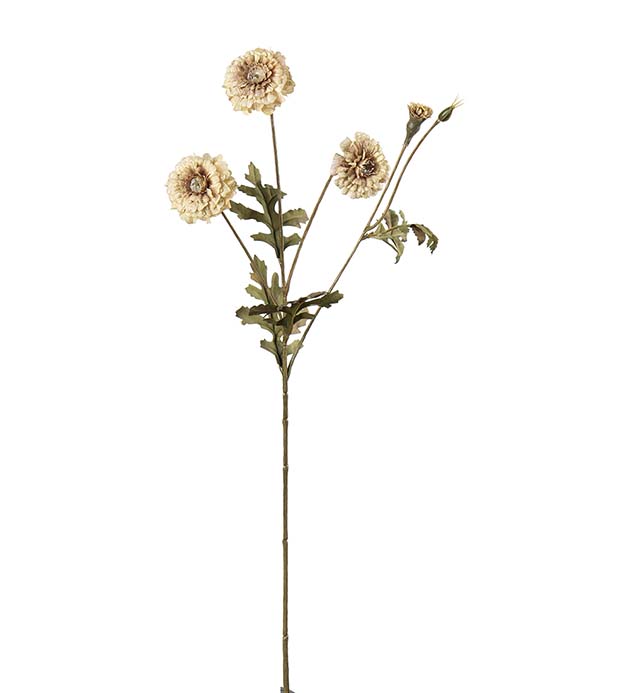 5383-11, Tagetes