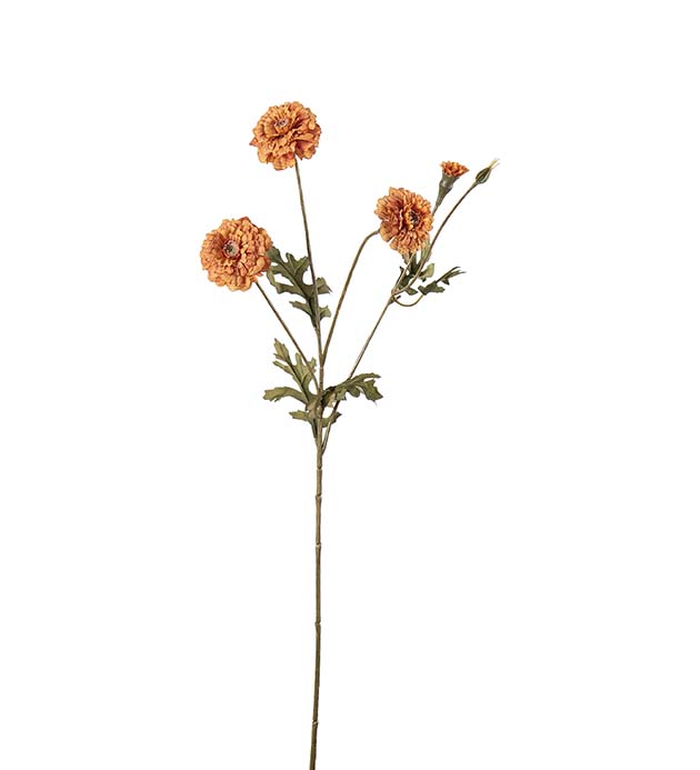 5383-70, Tagetes