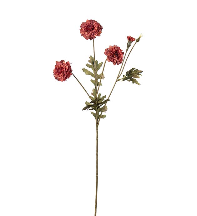 5383-82, Tagetes