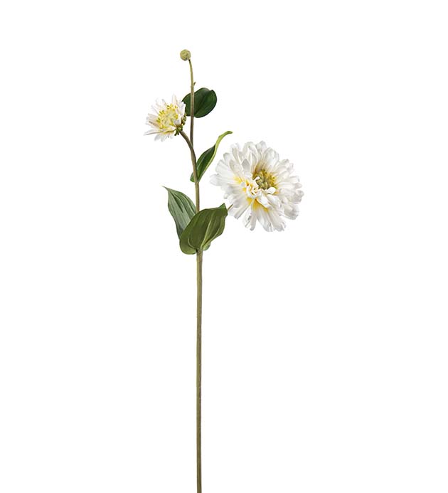 5415-11, Zinnia