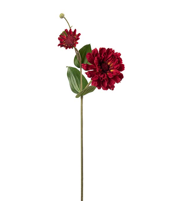 5415-80, Zinnia