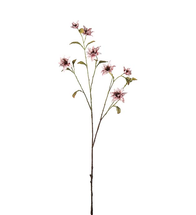 5416-21, Clematis