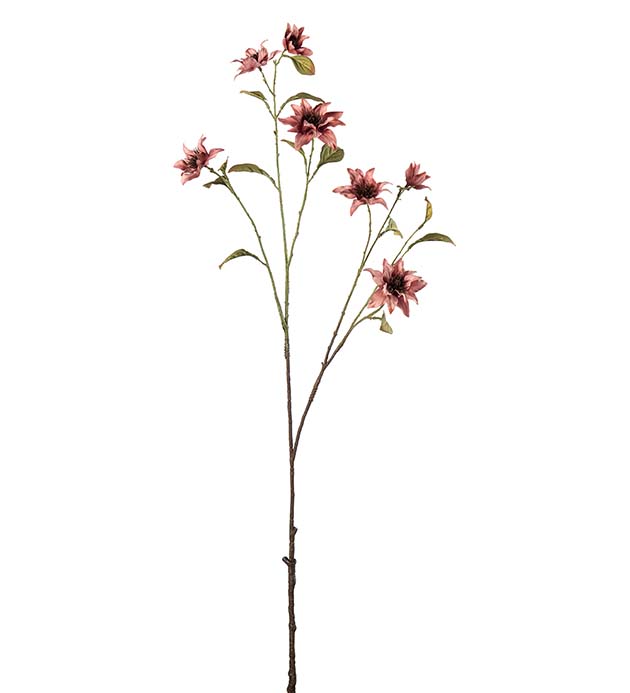 5416-26, Clematis