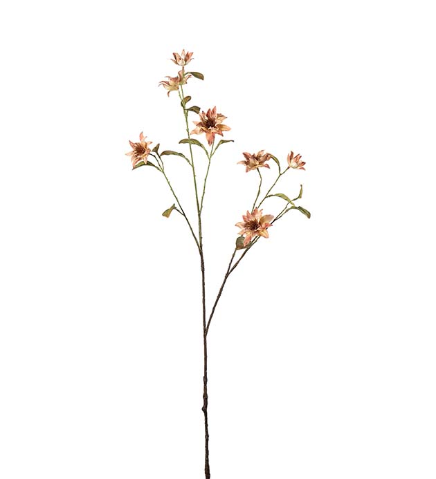 5416-52, Clematis