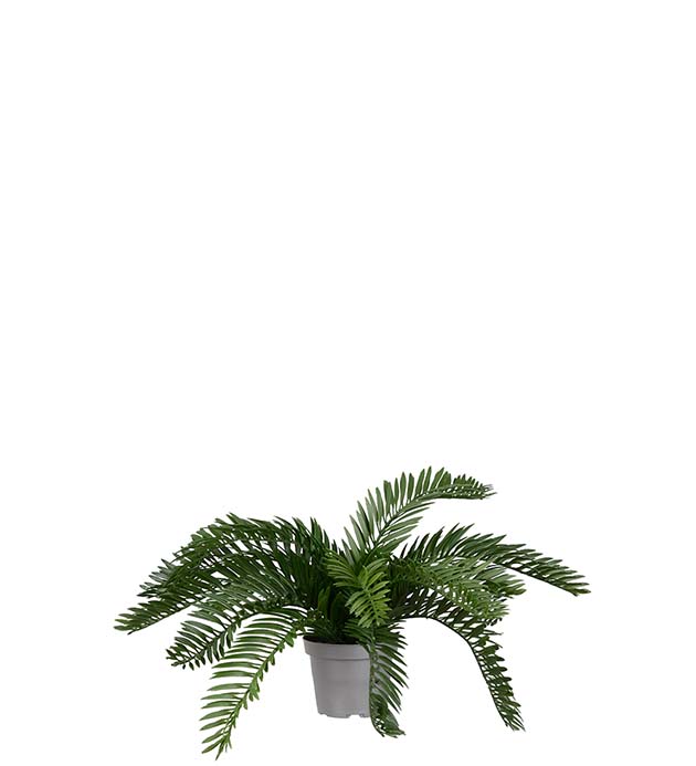 5459-90-1, Cycas