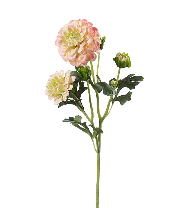 5460-21, Chrysanthemum