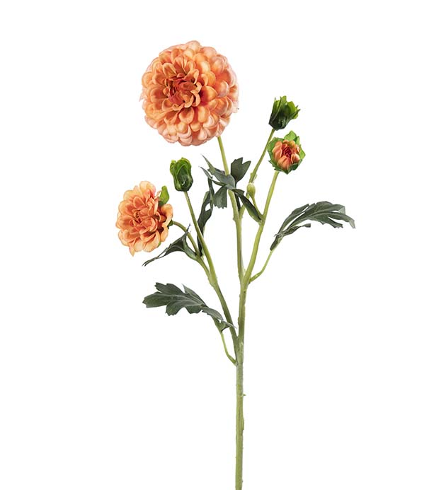 5460-33, Chrysanthemum