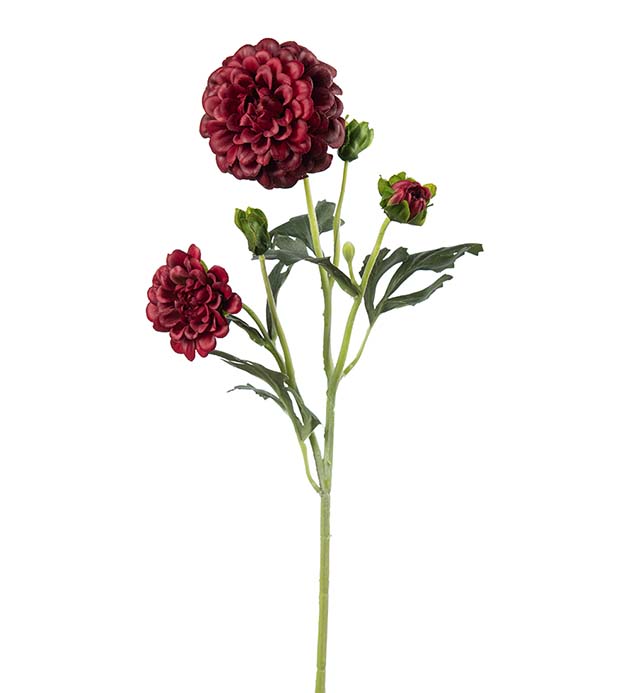 5460-85, Chrysanthemum