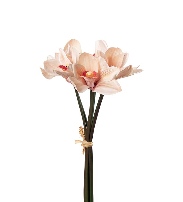 5473-25, Cymbidium bunt