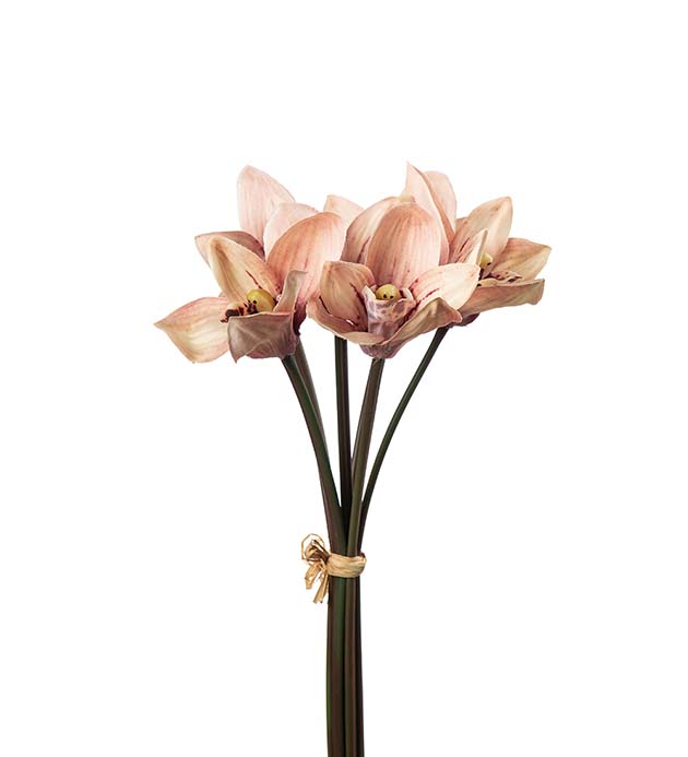 5473-31, Cymbidium bunt