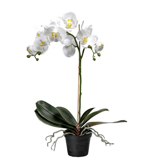 5754-10-1 - Phalaenopsis 60 cm