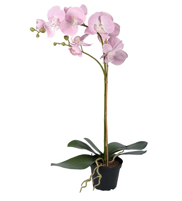 5754-20-1 - Phalaenopsis 60 cm