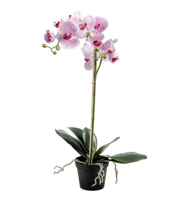 5754-41-1 - Phalaenopsis 60 cm