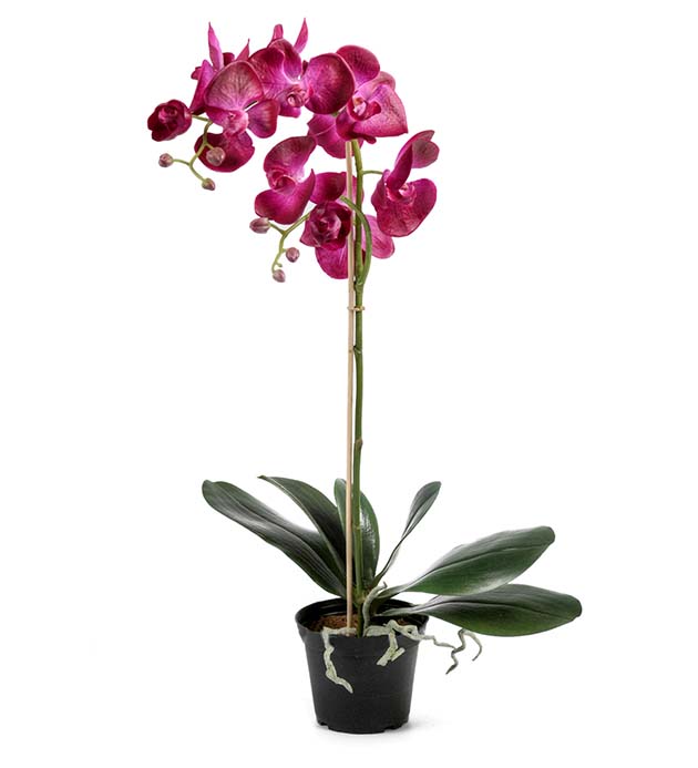 5754-42-1 - Phalaenopsis 60 cm