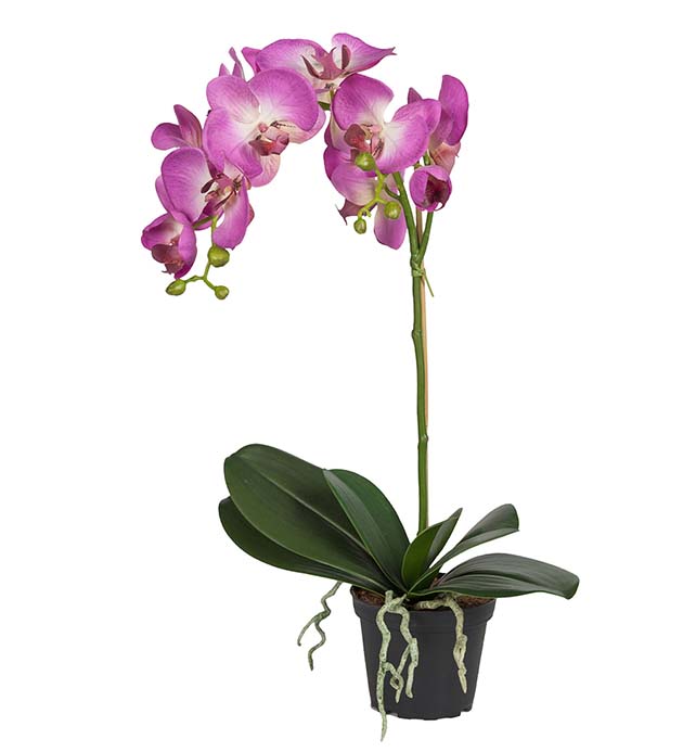 5754-45-1 - Phalaenopsis 60 cm