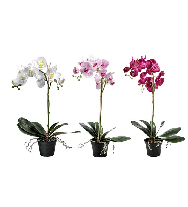 5754-99-1 - Phalaenopsis 60 cm