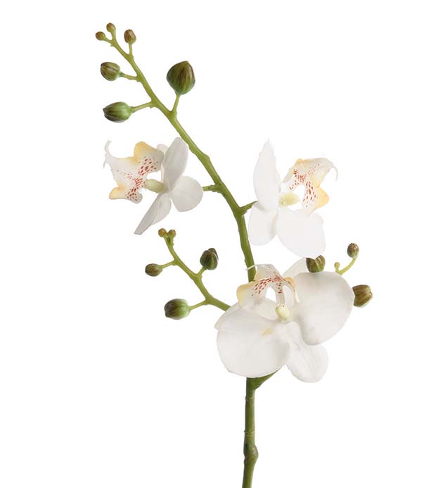 5906-10 - Phalaenopsis 50 cm