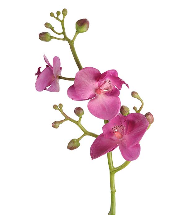 5906-40 - Phalaenopsis 50 cm