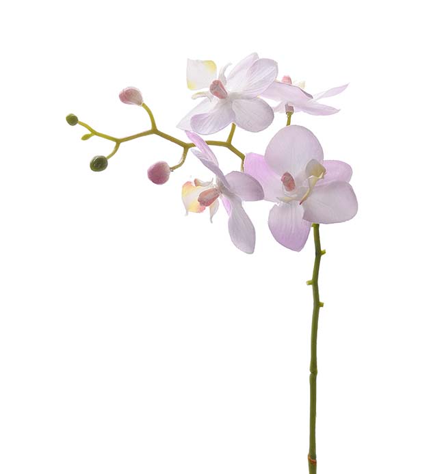 6242-20 - Phalaenopsis 28 cm
