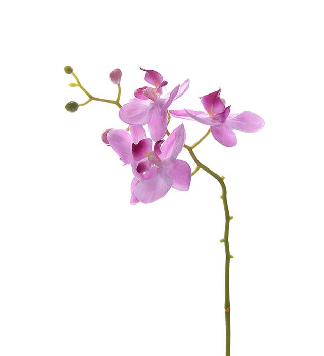 6242-40 - Phalaenopsis 28 cm
