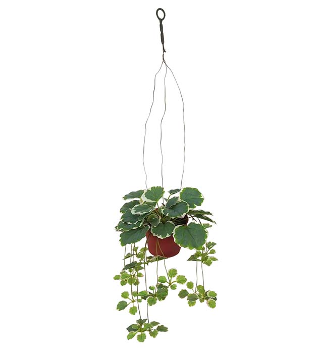 6355-95-3, Saxifraga