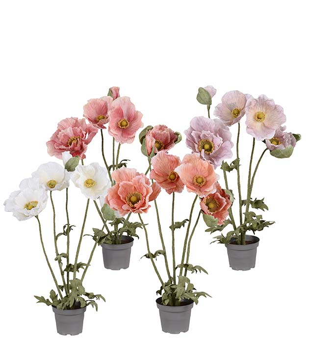 6362-99-1, Vallmo mix