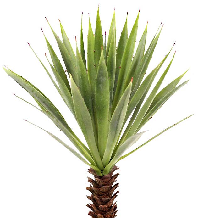 6838-90, Agave 44 cm