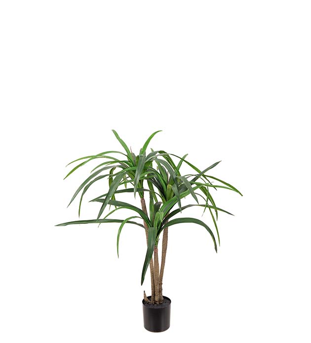 7049-090 - Dracena