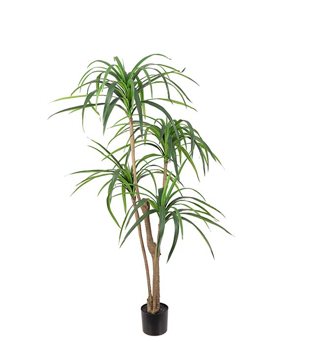 7049-150 - Dracena