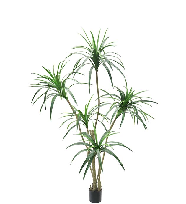 7049-180 - Dracena